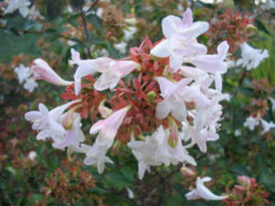 ABELIA RUPESTRIS